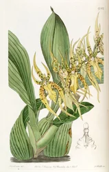 Brassia Lanceana